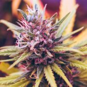 pinkweed