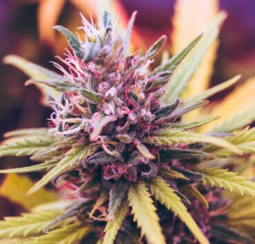 pinkweed