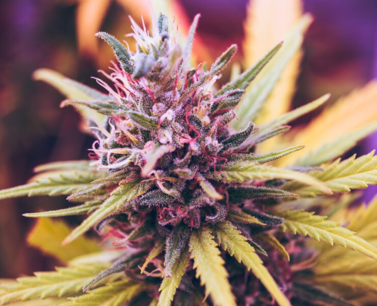 pinkweed