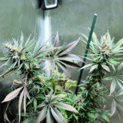 Stunning Cannabis Flowers