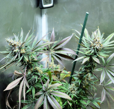 Stunning Cannabis Flowers