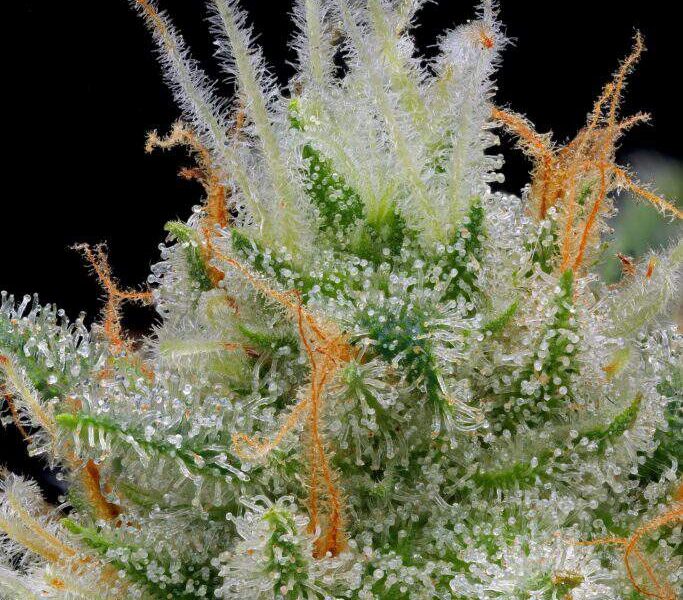 Mystery Haze