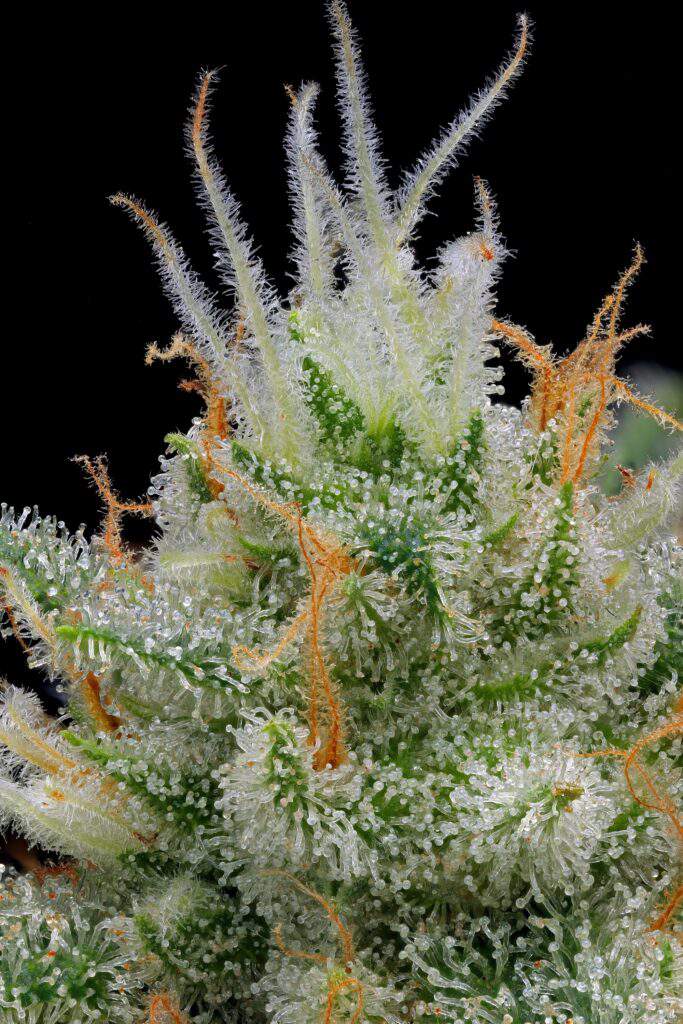 Mystery Haze