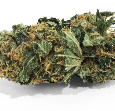 king-kush