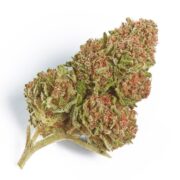 Flower of the Week: Northern Lights