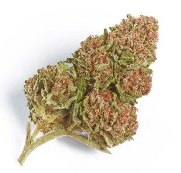 Flower of the Week: Northern Lights