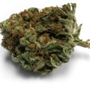 Orange-Tangie-glamshot