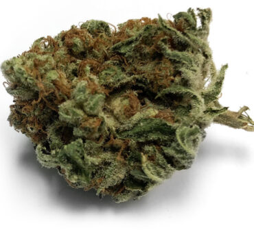 Orange-Tangie-glamshot