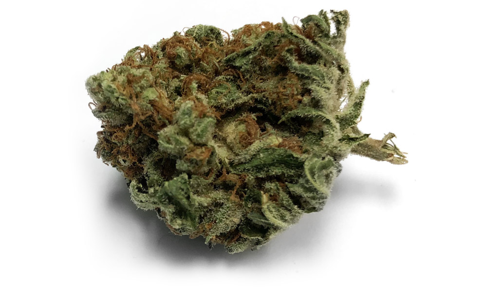 Orange-Tangie-glamshot