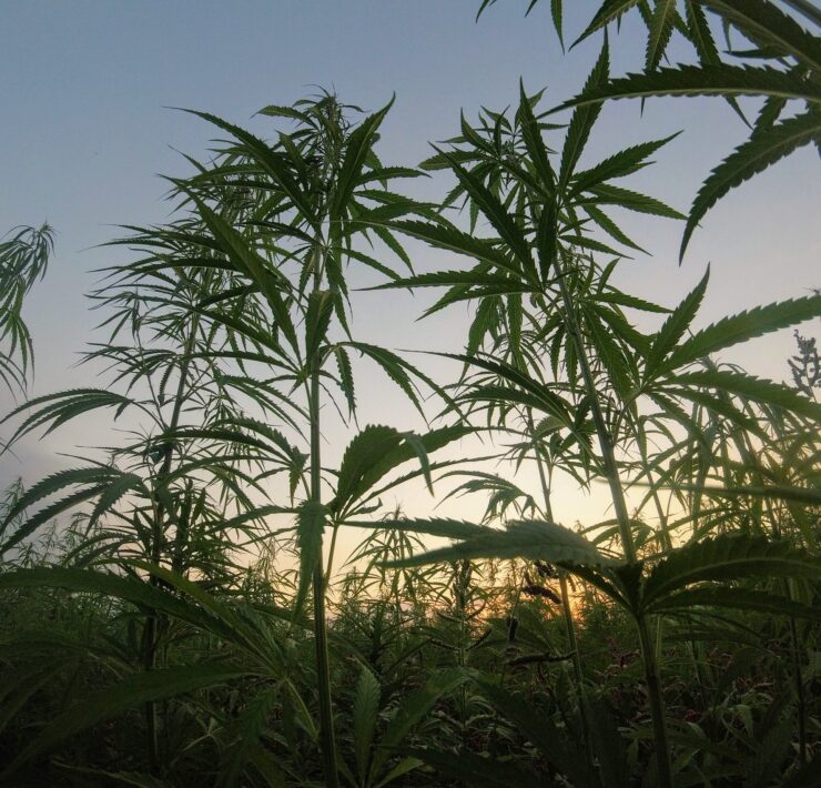 cannabis outdoors Matteo Paganelli