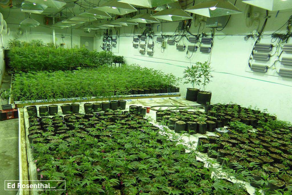 Medium scale outdoor garden. Top shelf flower by Swami Select