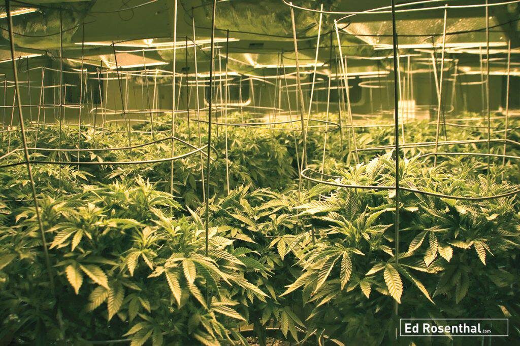 SPARC medium scale greenhouse winter harvest for oil.