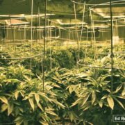 SPARC medium scale greenhouse winter harvest for oil.