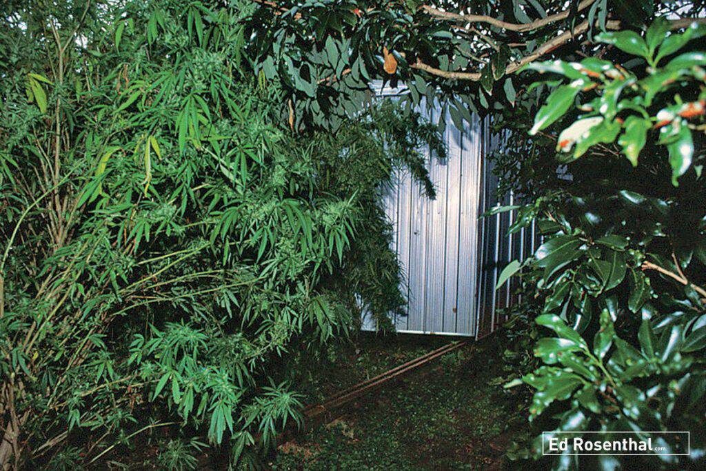 Nimbin shed on track.