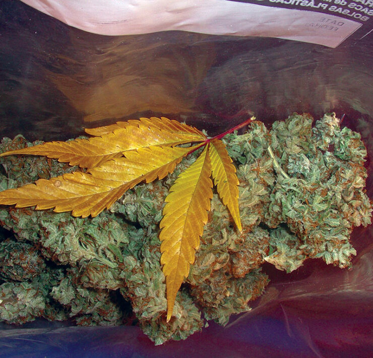 30_jaygen_Bag-of-buds,-Next-Generation-Seed-Co