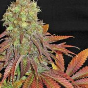 soma-seeds-a=-ed-rosenthal