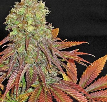 soma-seeds-a=-ed-rosenthal