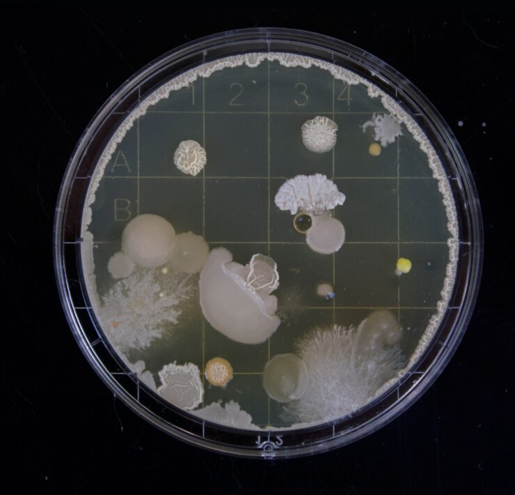 bacteria