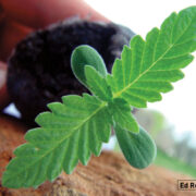 Cannabis sprout.