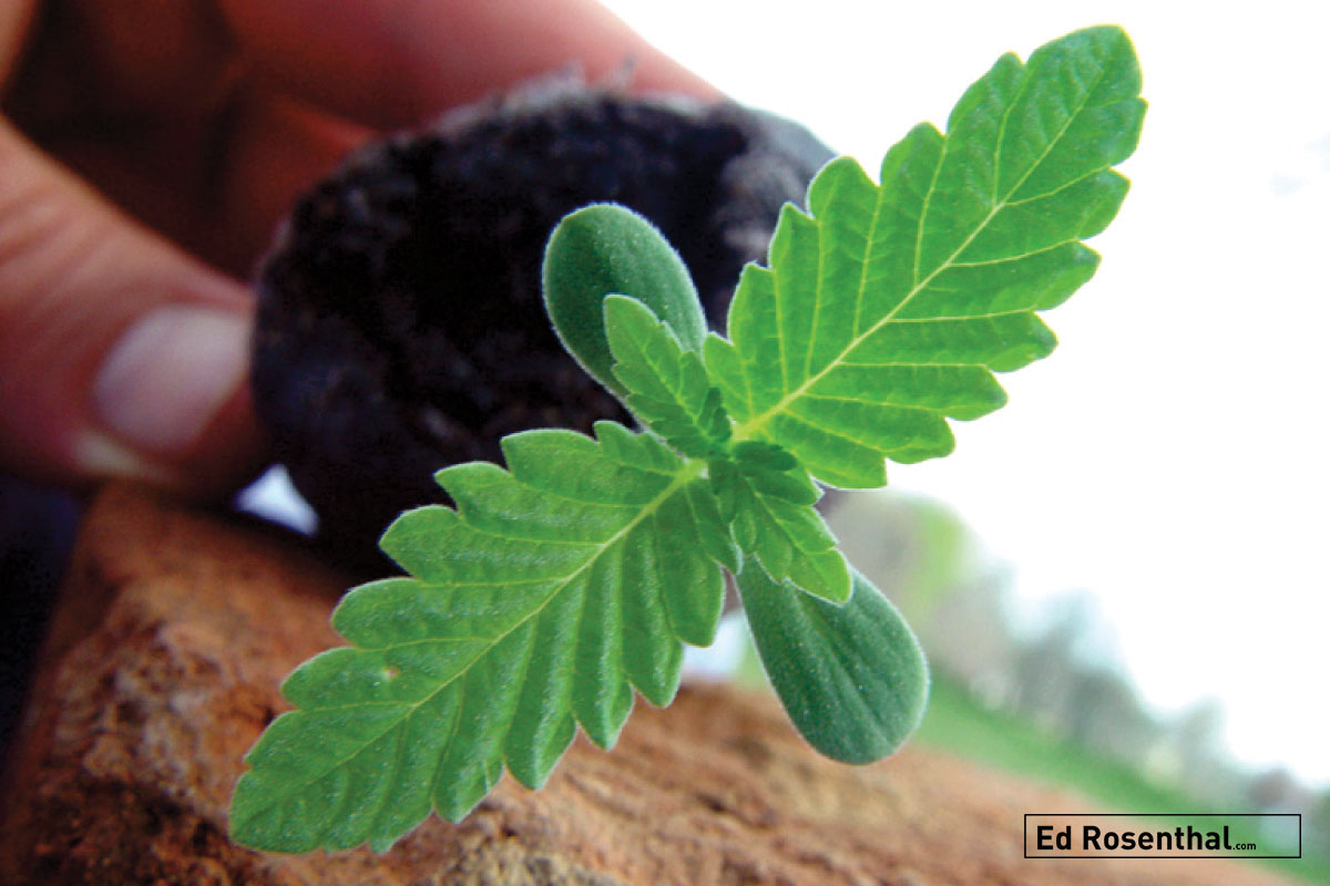 Cannabis sprout.
