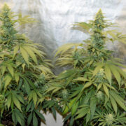 Pruning and Topping Your Plants