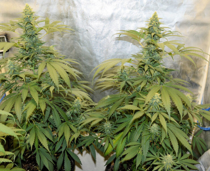 Pruning and Topping Your Plants