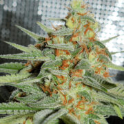 roots aphids