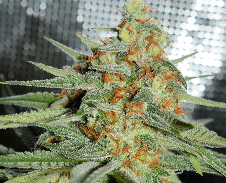 roots aphids