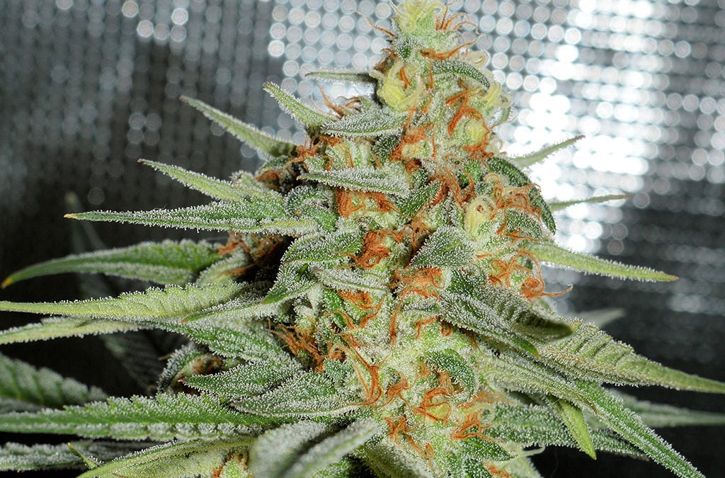 roots aphids