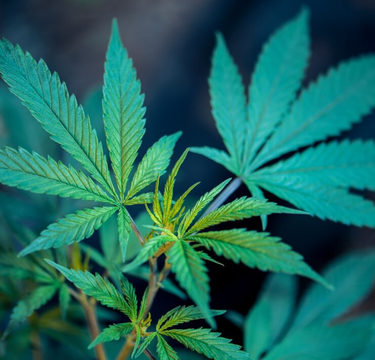 weed leaf