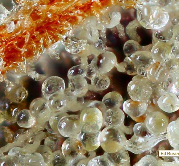 Huckleberry-Kush-V5 close up by Professor P of Dynasty