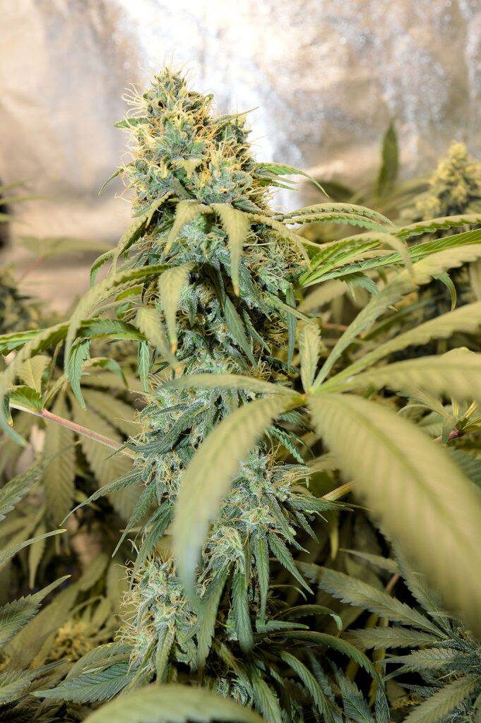 Another angle of longer flowering pheno Durban dominant