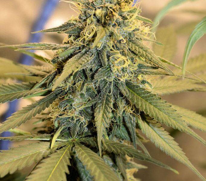 Longer flowering pheno Durban dominant
