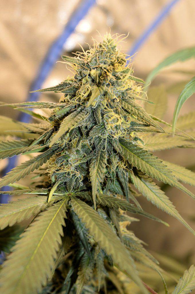 Longer flowering pheno Durban dominant