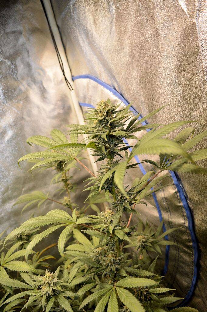 The faster flowering phenotype of Durban Black