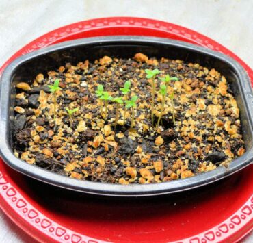 You Can Untangle and Transplant Sprouts This Young Easily