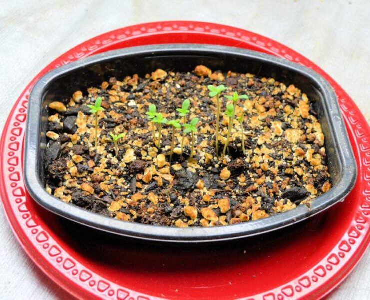 You Can Untangle and Transplant Sprouts This Young Easily