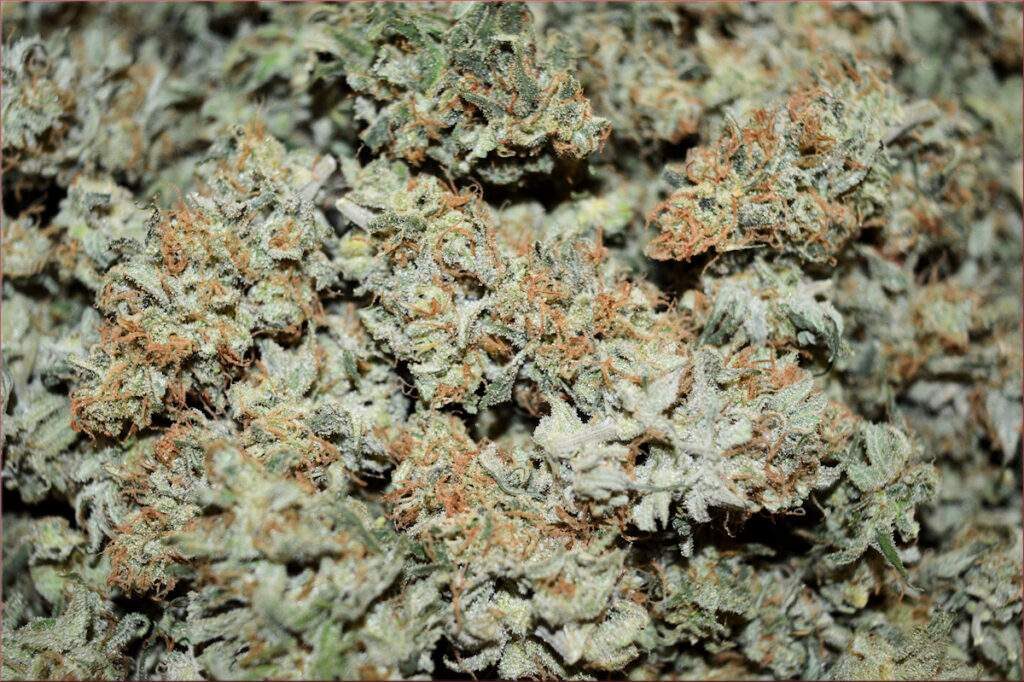 Growing Your Own Stellar Dank is Mucho Rewarding
