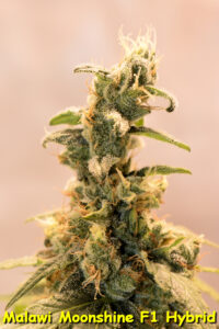 Old School Sativa Floral Morphology