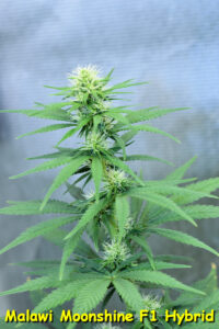 Classic Sativa Form and Easy to Grow