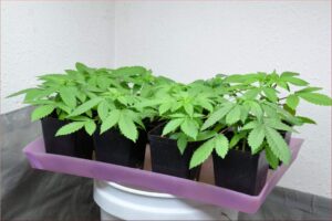 Shared Overflow Catch Tray for Sprouts