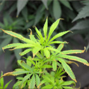 This Plant Actually Looks Better Than it Did 4 Days Ago