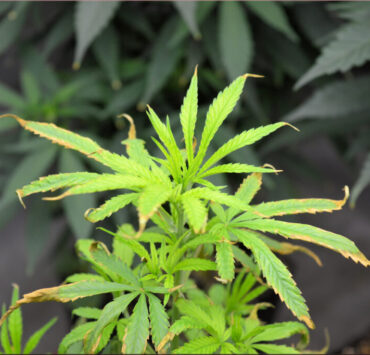 This Plant Actually Looks Better Than it Did 4 Days Ago