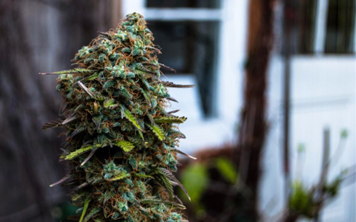 Blue Cheese