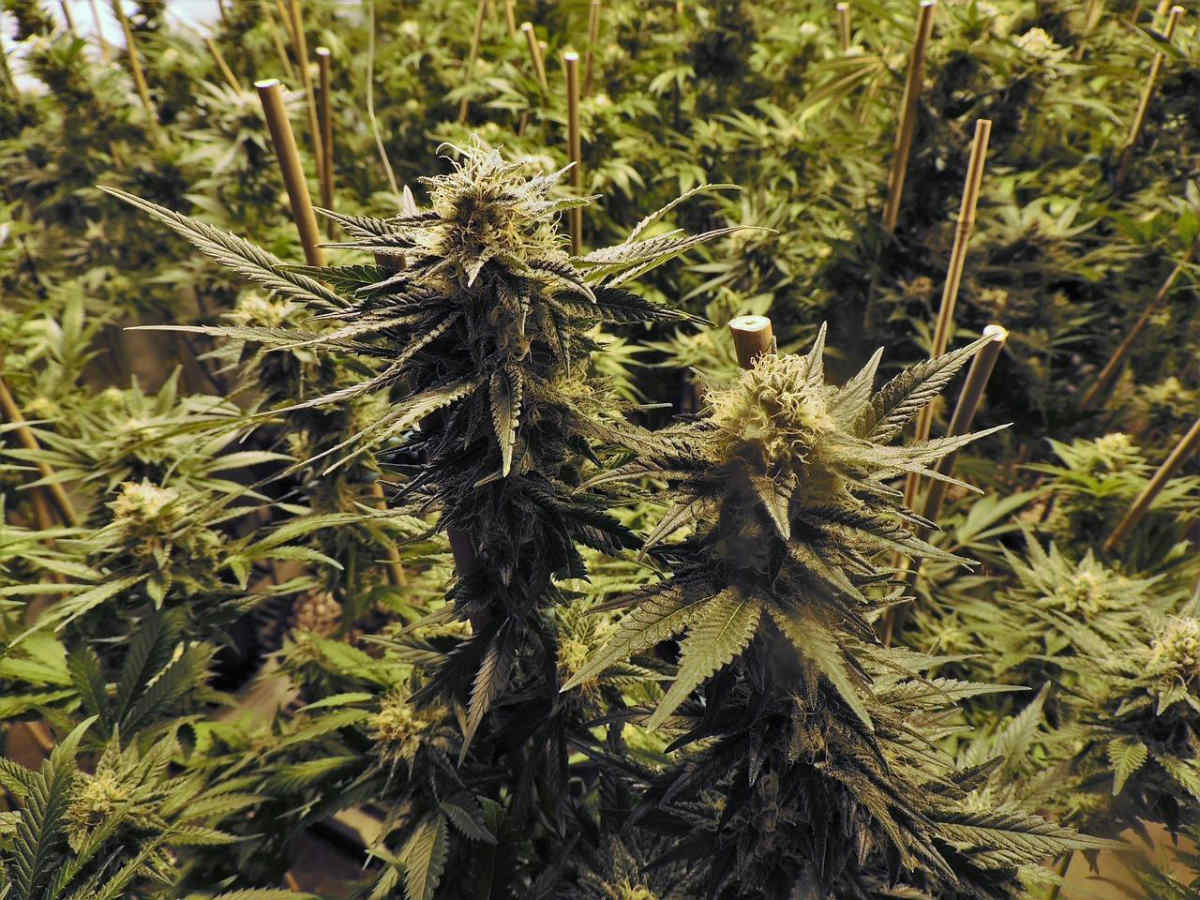 3 Legendary Marijuana Seeds for Novice Cannabis Cultivation