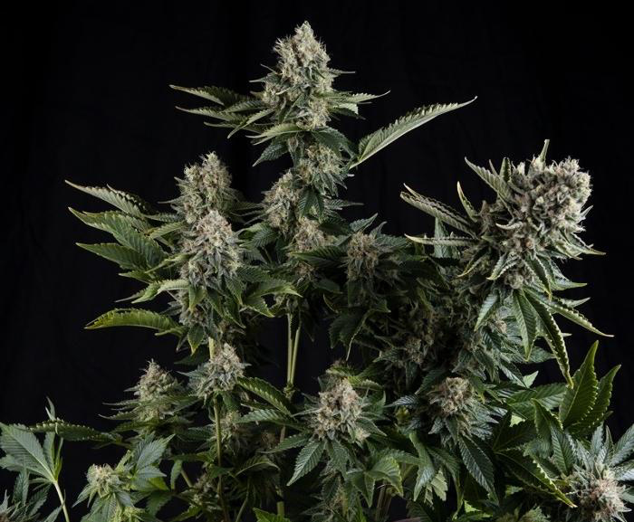 White Widow