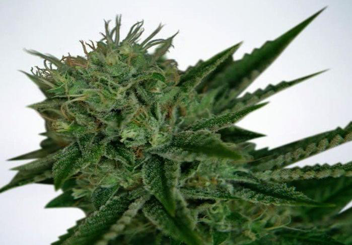 Northern Lights