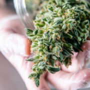 How Long Does it Take for Weed to go Bad?