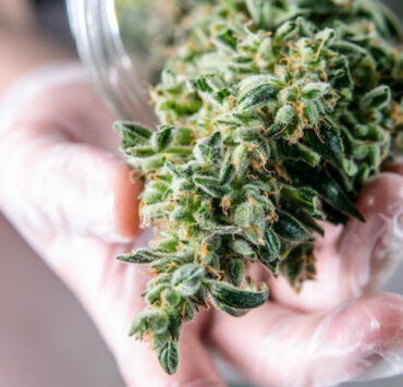 How Long Does it Take for Weed to go Bad?