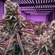 Plant weed indoor
